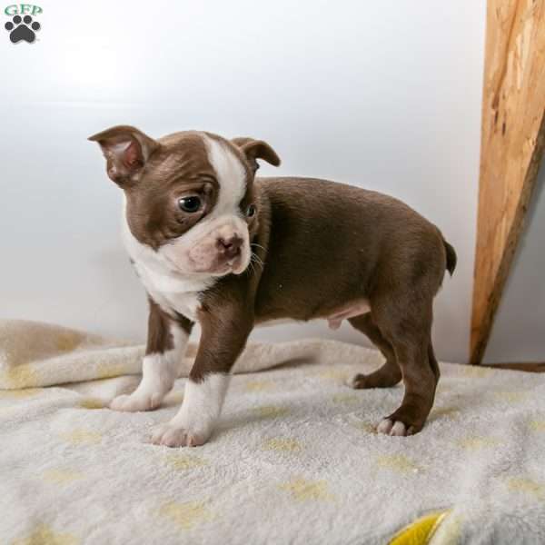 Winter, Boston Terrier Puppy